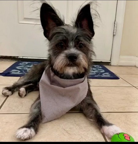Gino