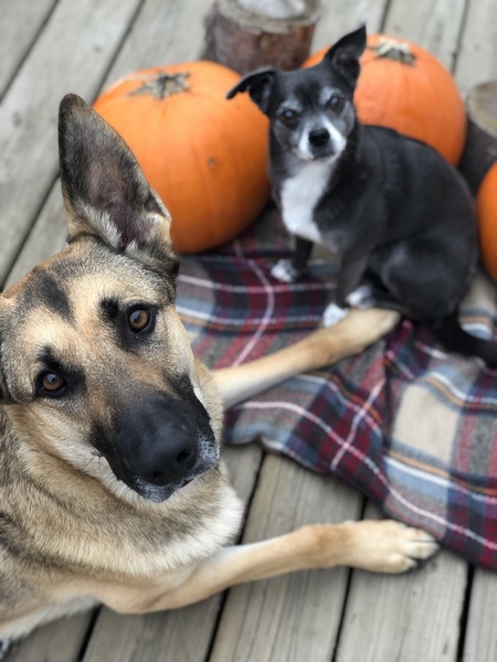 Diesel & Bella