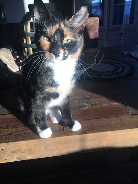Kali