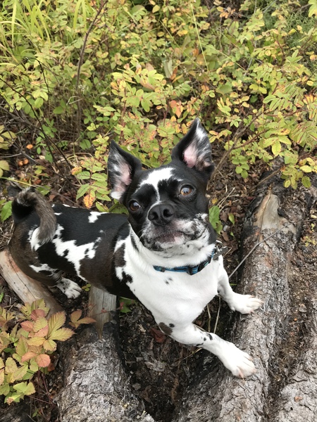 Max
