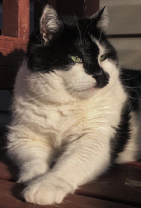 Piper