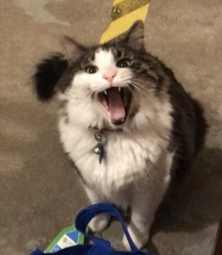 Puss
