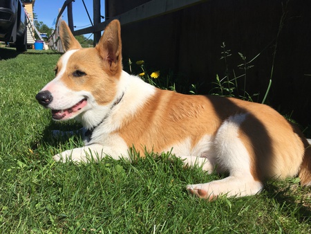 Jax