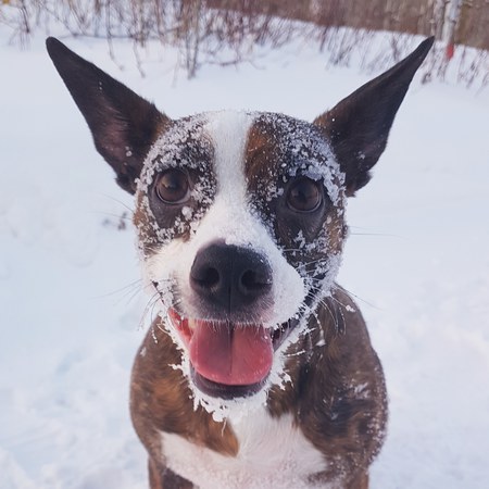 Maisy