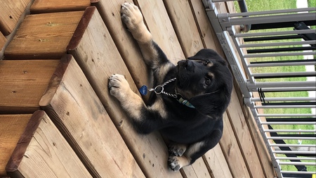 Arlo (Hopper) 