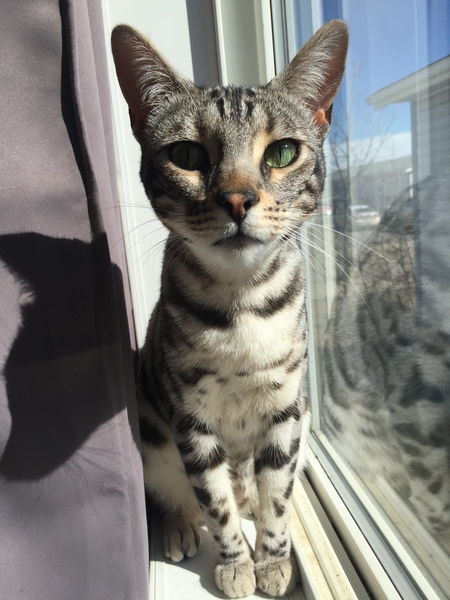 Lily