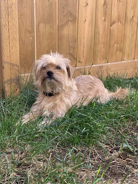Chewey