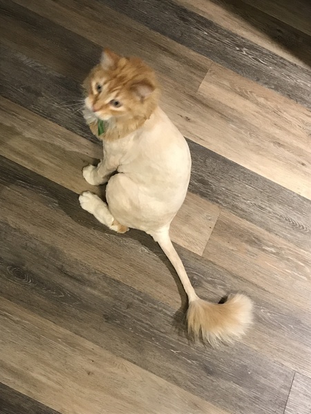 Archie 