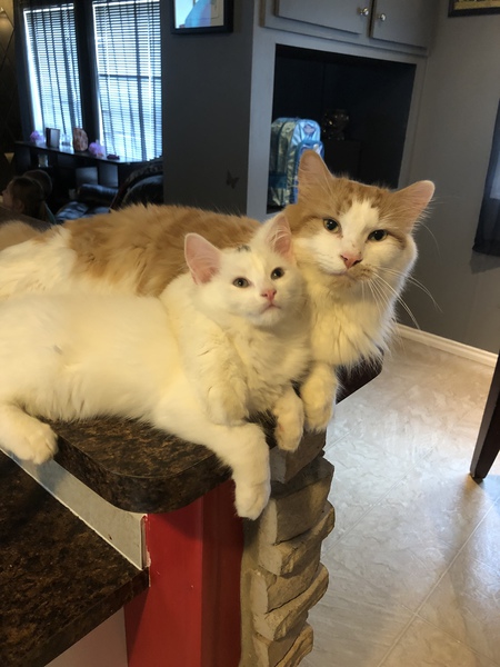 Pebbles & rusty 