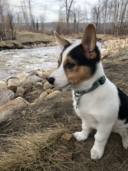 Stella