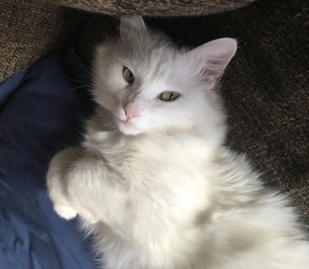 Simba