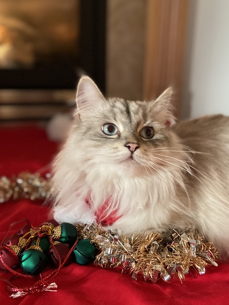 Penelope