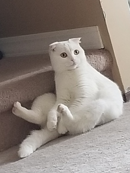 Cathulu