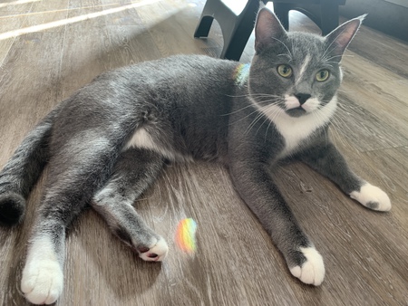 Mr. Kitty