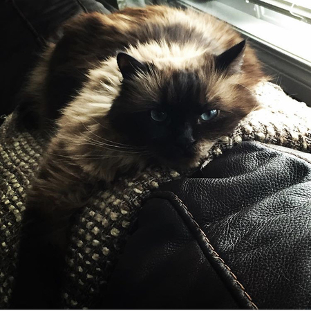 Willow