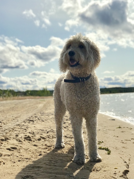 Maverick