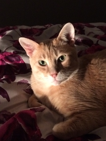 Mango