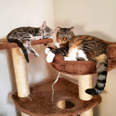 Luna & Phoenix