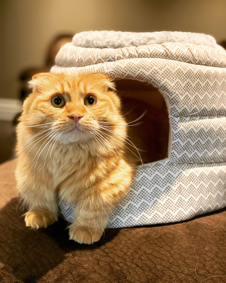 Mister Munchie (Muncho)