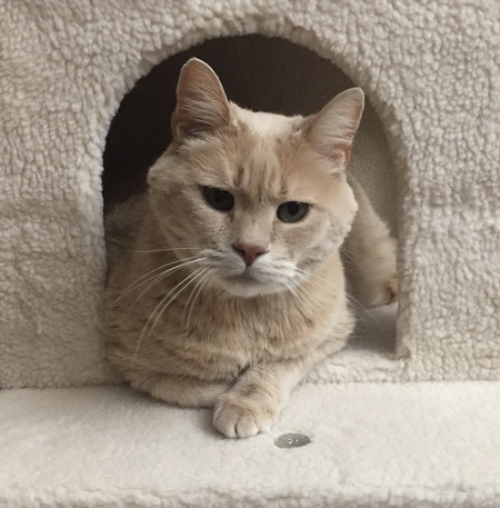 Tofu