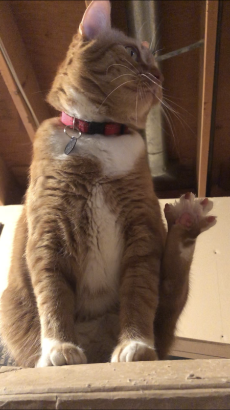 Banjo