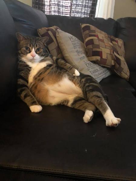 Howie " Fatty Catty"