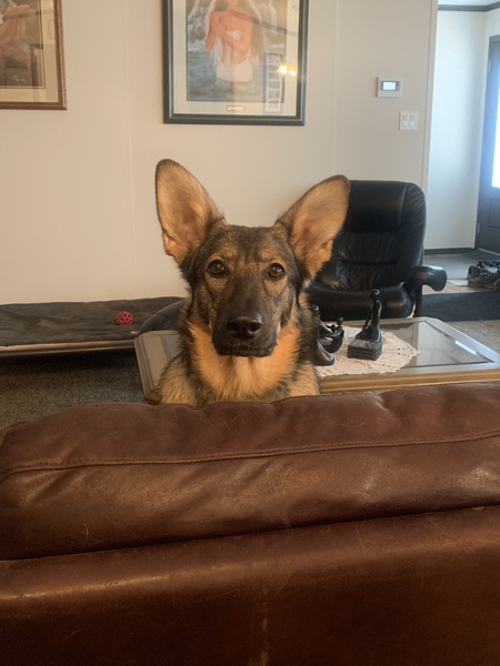 Bella