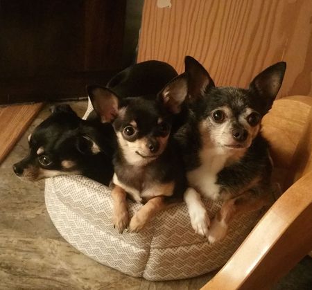 Peanut, Pansy and Dexter