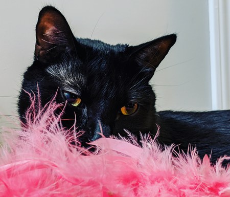 Sid