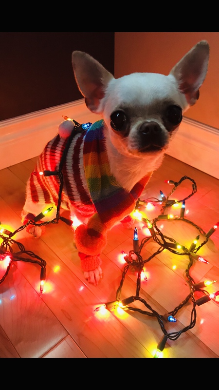 Lexi