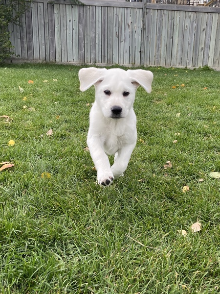 Leo