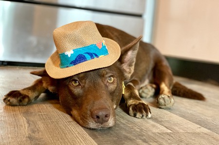 Zorro