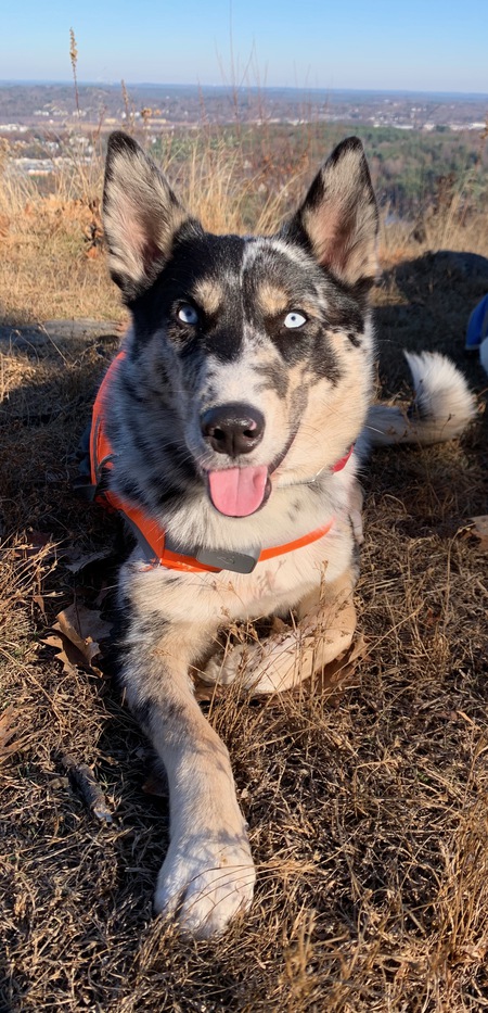 Sitka