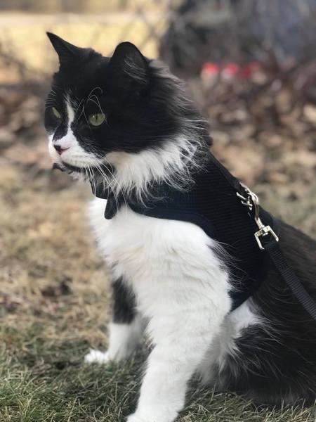 Chester