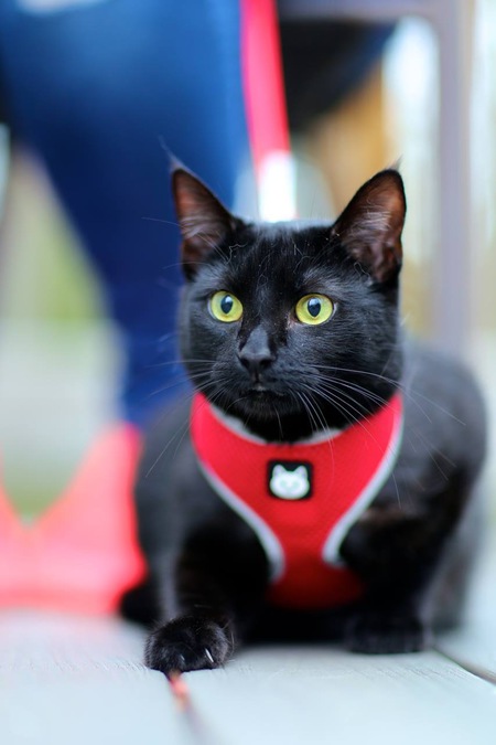 Merlin