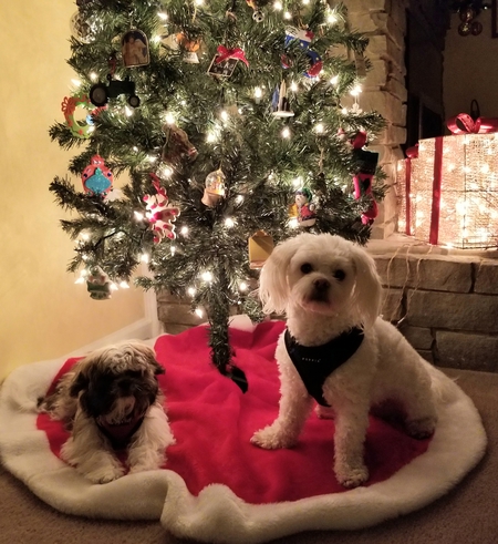 Rocky & Buster