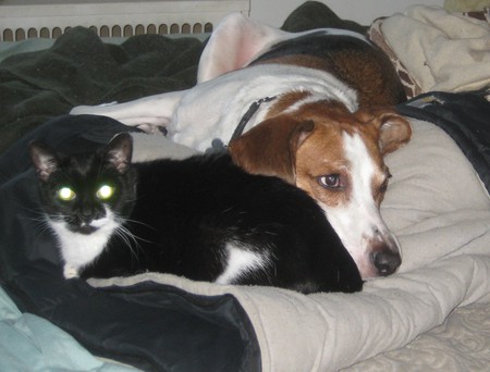 Bubba/Pixie
