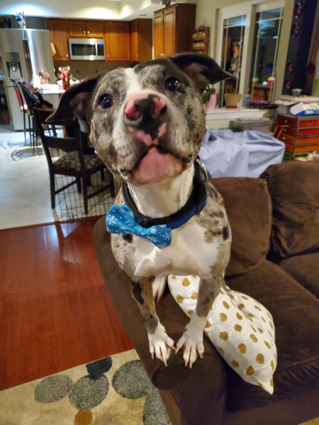 ASHER -  ADOPTABLE!!!