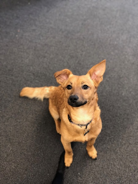 Piper