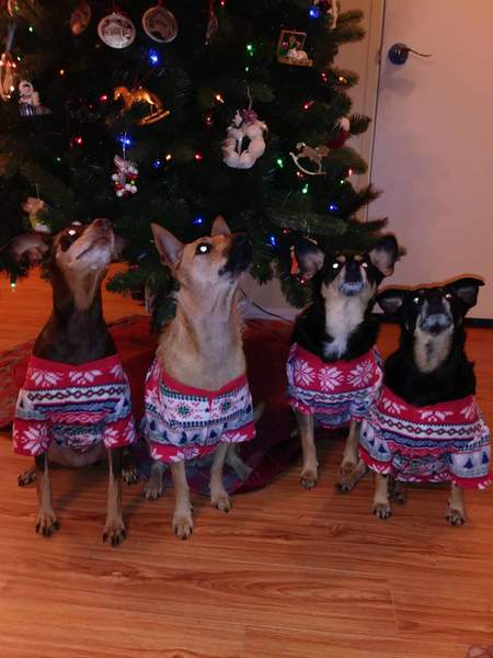 Paco. Lola, Lina and Kobi Moe