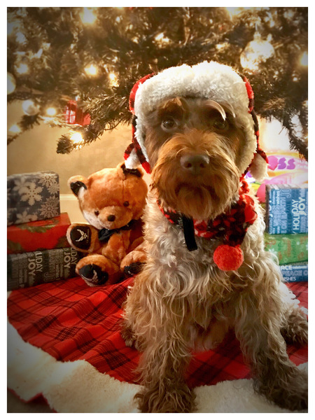Sprocket D. Dog