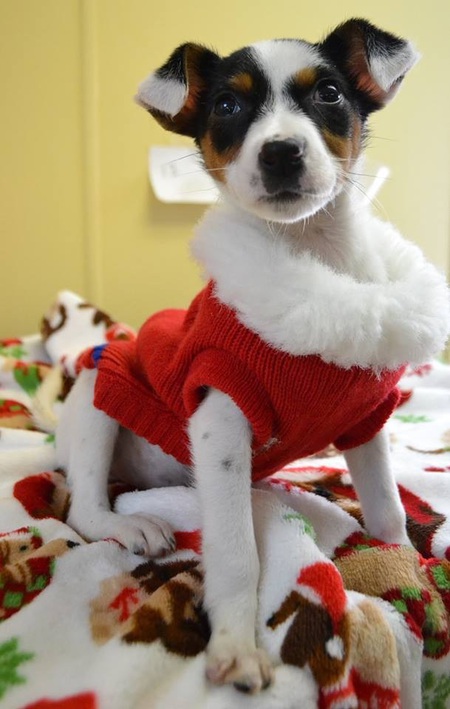 Noel
