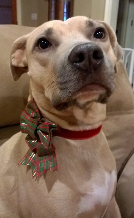 Bailey