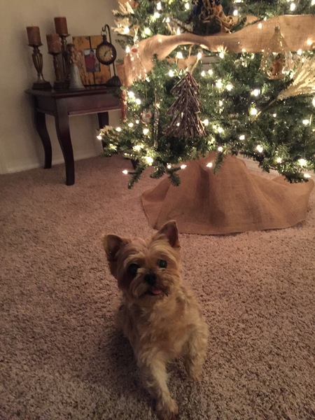 Lola-Belle
