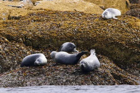 Harbour Seal Lounge