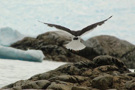 Antarctic Gull