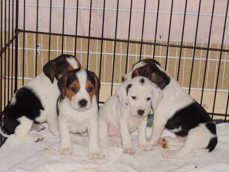 Scout's puppies