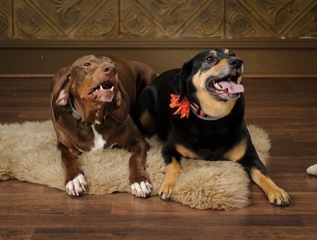 Regal & Girl