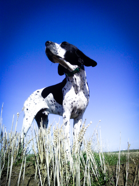 Oliver