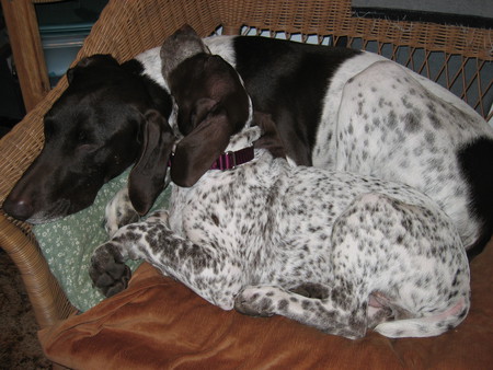 Boone and puppy BeBe